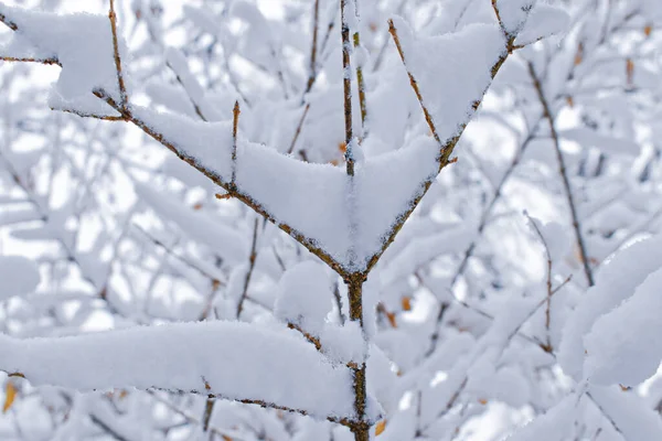 Schneefall Auf Den Ästen — Stockfoto