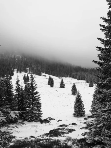 新雪に覆われたスプルースの木の枝の垂直方向のショット ポーランドのタトラ — ストック写真