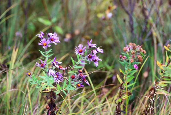 Een Selectieve Focus Shot Van Bloeiende Tripolium Pannonicum Bloemen — Stockfoto