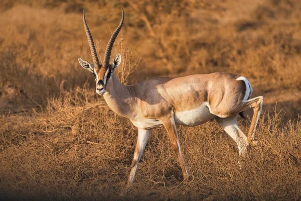 Une Mise Point Sélective Une Belle Gazelle Dans Désert — Photo