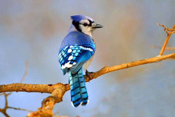 Macro Plan Magnifique Merle Bleu Sur Une Branche Arbre — Photo