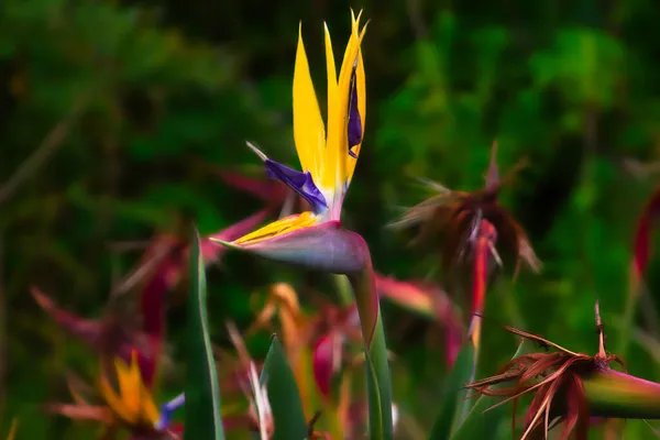 鶴の花楽園の鳥 南アフリカの素晴らしい花 — ストック写真