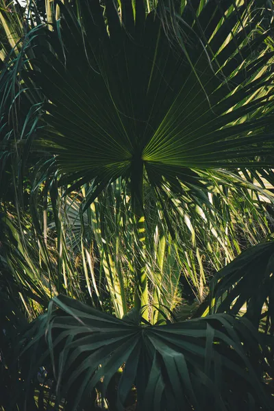 在阳光下 公园里一片紫丁香棕榈叶的垂直景色 — 图库照片
