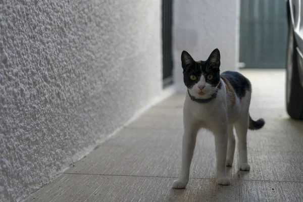 Μια Κοντινή Φωτογραφία Μιας Εγχώριας Γάτας Που Στέκεται Στο Γκαράζ — Φωτογραφία Αρχείου