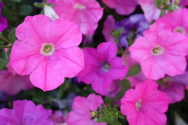 庭のピンクのペチュニアの花のクローズアップショット — ストック写真