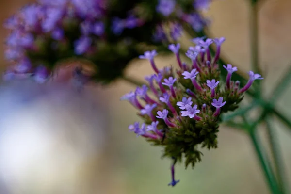 Nahaufnahme Einer Lila Blume Einem Garten Auf Verschwommenem Hintergrund — Stockfoto