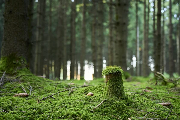Ścięty Pień Młodego Drzewa Pokrytego Mchem Lesie — Zdjęcie stockowe