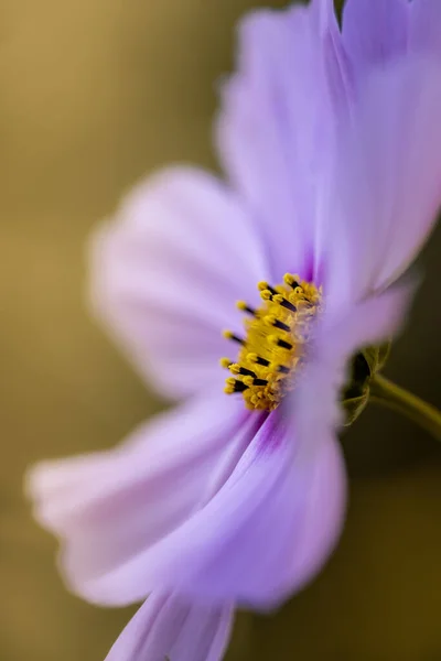 Detailní Záběr Fialové Kosmos Květiny Rostoucí Zahradě Zeleném Pozadí — Stock fotografie