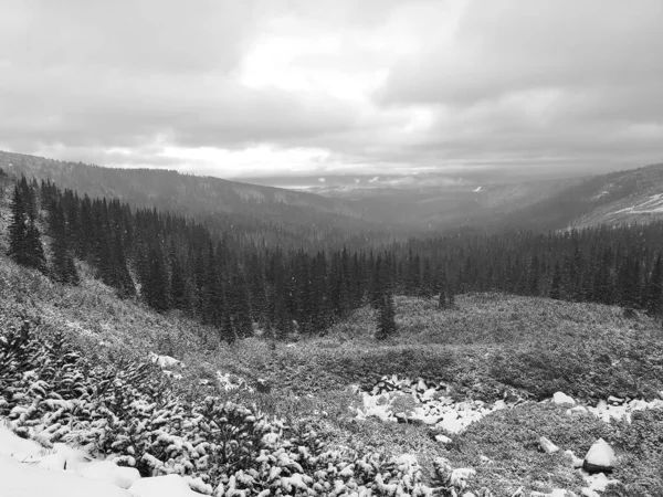 大雪の中 タトラ山の針葉樹林のグレースケールショット — ストック写真