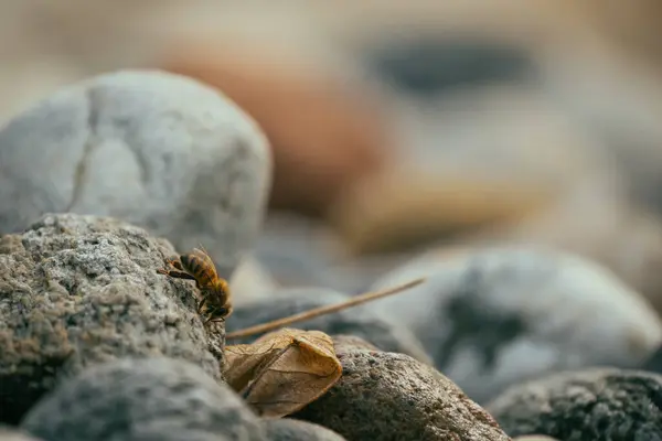 Selektivní Záběr Včely Oblázkové Kameny — Stock fotografie