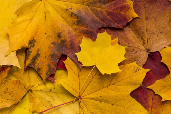 秋のカエデの葉のクローズアップ — ストック写真