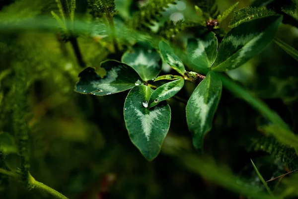 Belo Tiro Folhas Verdes Florescendo Crescendo Jardim — Fotografia de Stock