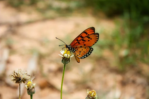 Primo Piano Una Farfalla Arancione Fiore Paesaggio — Foto Stock