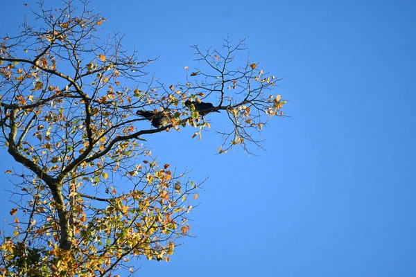 Atire Corvos Com Céu Azul Foto Von Kraehen Mit Blauen — Fotografia de Stock