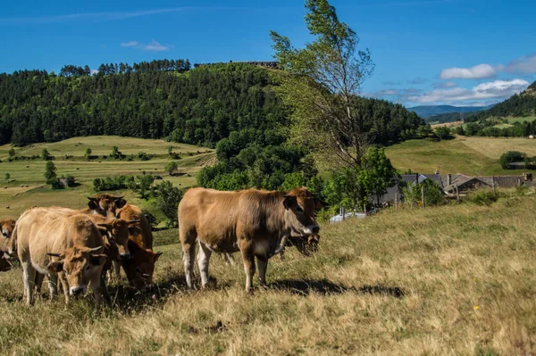 Αγέλη Αγελάδων Που Βόσκουν Βοσκότοπο Barre Des Cevennes Στο Lozere — Φωτογραφία Αρχείου