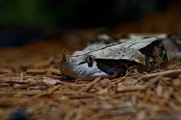 Tiro Perto Uma Cobra Uma Floresta Durante Dia — Fotografia de Stock