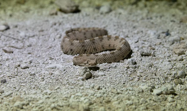 一条危险的毒蛇的特写镜头 — 图库照片