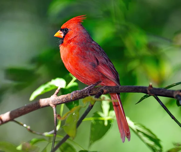 Fokusselektive Aufnahme Eines Kleinen Roten Vogels Der Auf Einem Ast — Stockfoto