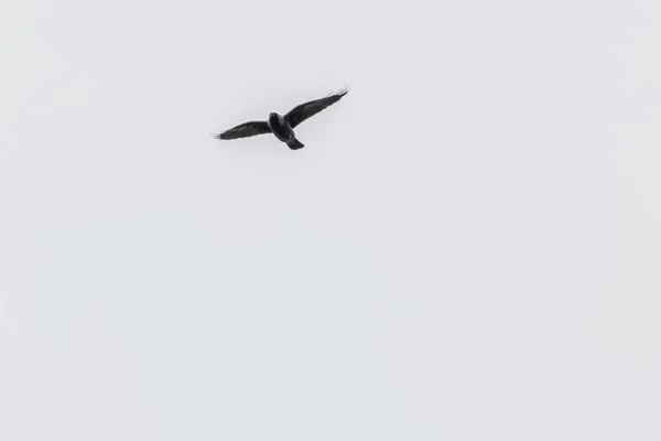 Χαμηλή Γωνία Βολής Ιπτάμενου Πουλιού Στον Ουρανό Διαβαθμίσεις Του Γκρι — Φωτογραφία Αρχείου