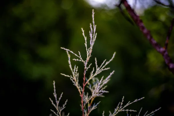 Närbild Skott Enbär Träd Gren — Stockfoto