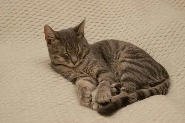 Nahaufnahme Einer Flauschig Gemusterten Katze Die Auf Dem Bett Liegt — Stockfoto
