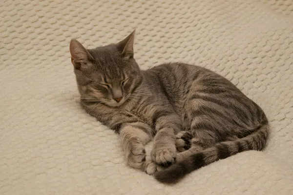 Primo Piano Soffice Gatto Fantasia Sdraiato Sul Letto Addormentato — Foto Stock