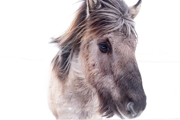 背景がぼやけているアイスランドの冬の屋外の馬の肖像画 — ストック写真