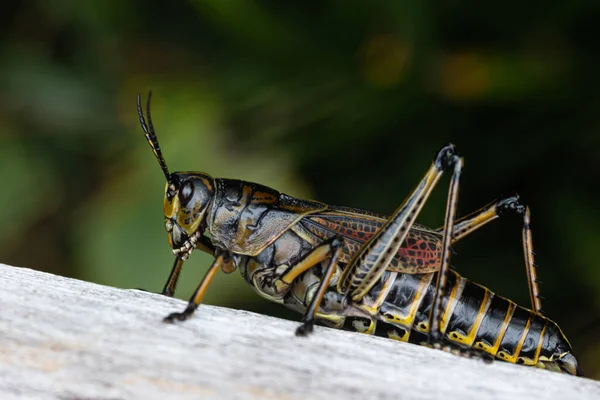 Selective Focus Shot Grasshopper — Stock Photo, Image