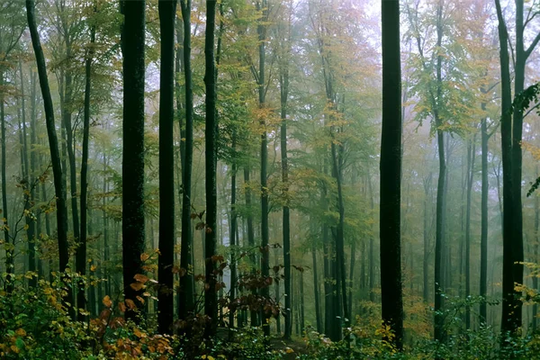 Krásný Les Během Mlhavého Rána Rumunsku Podzim Karpatech — Stock fotografie