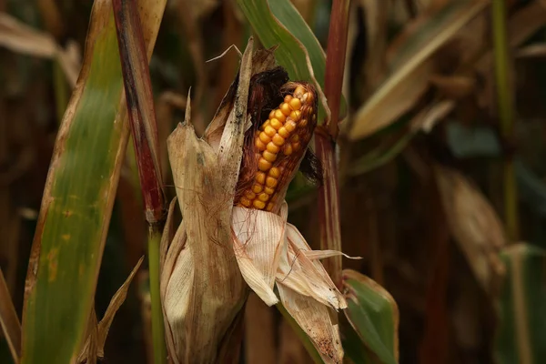 Kukoricát Kukoricán Mezőn Ősszel — Stock Fotó