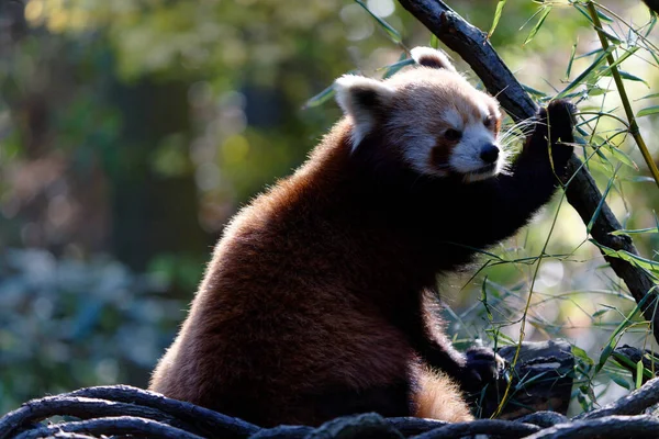 Gündüz Vakti Ormanda Kırmızı Bir Pandanın Yakın Plan Fotoğrafı — Stok fotoğraf