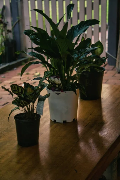 Eine Vertikale Aufnahme Verschiedener Pflanzen Auf Einem Holztisch — Stockfoto
