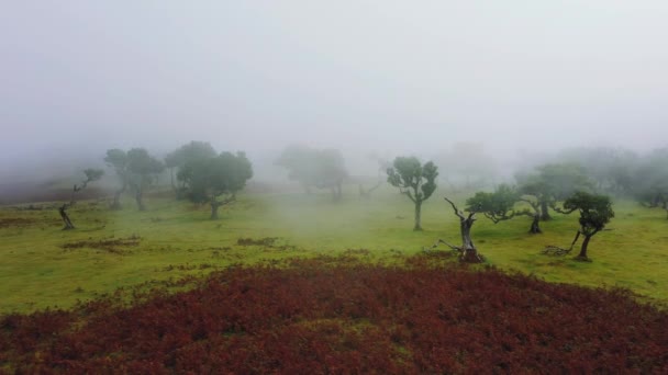 Красивий Знімок Зеленого Лісу Туманом Туманним Ранковим Туманом — стокове відео