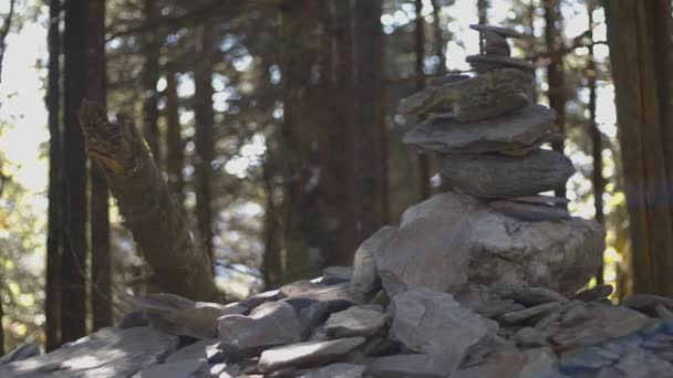 森林里一根木制长椅的垂直拍 — 图库视频影像