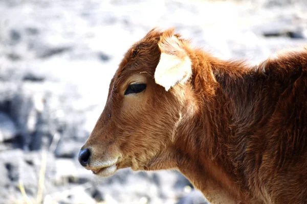 一头奶牛在模糊的背景下在田野里吃草 — 图库照片