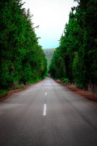 Een Verticaal Schot Van Een Smalle Weg Omringd Door Bomen — Stockfoto