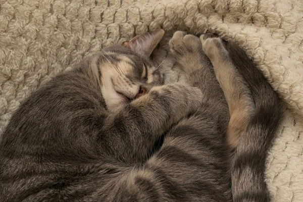 Nahaufnahme Einer Flauschig Gemusterten Katze Die Auf Dem Bett Liegt — Stockfoto