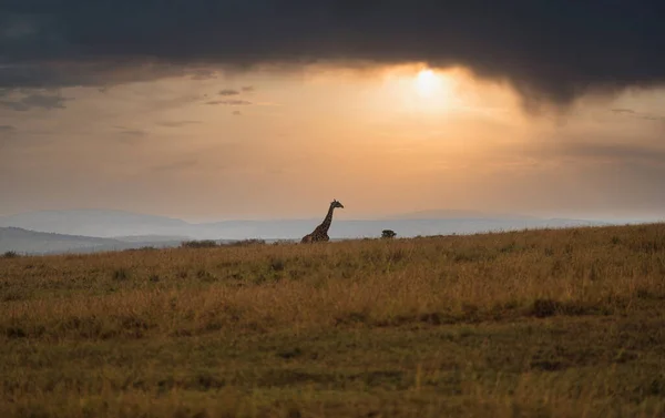 Μια Καμηλοπάρδαλη Στην Ερημιά Στο Γραφικό Ηλιοβασίλεμα — Φωτογραφία Αρχείου