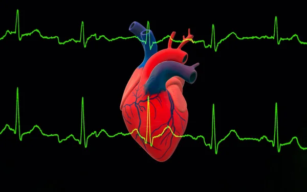 Una Ilustración Del Electrocardiograma Ecg Anatomía Del Corazón Humano Aislado — Foto de Stock