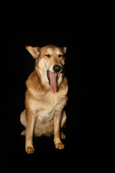 Вертикальний Знімок Милого Імбирного Собаки Ізольованого Чорному Тлі — стокове фото