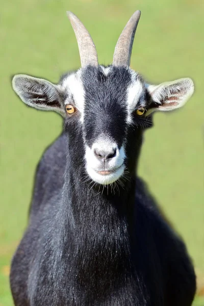 Closeup Shot Wild Goat Green Blurred Background — Stock Photo, Image