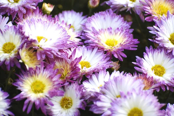 Beautiful Purple White Chrysanthemums Grown Garden — Stock Photo, Image