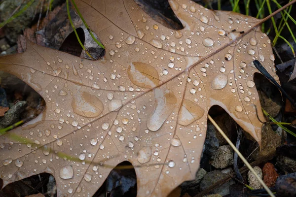 Eine Nahaufnahme Von Wassertropfen Auf Einem Ahornblatt — Stockfoto