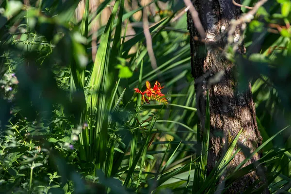 Ashallow Εστίαση Του Ένα Κόκκινο Λουλούδι Crocosmia Θολή Φόντο — Φωτογραφία Αρχείου