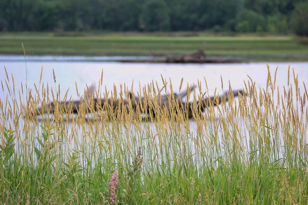 Неглубокий Фокус Травы Перед Водно Болотным Прудом Бревном — стоковое фото