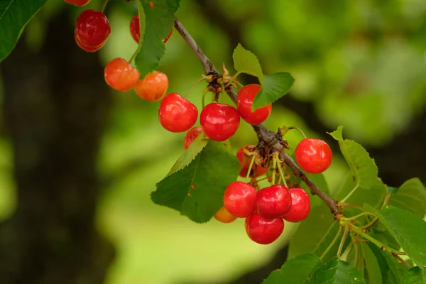 Foco Raso Fruta Cereja Vermelha Galho Árvore — Fotografia de Stock