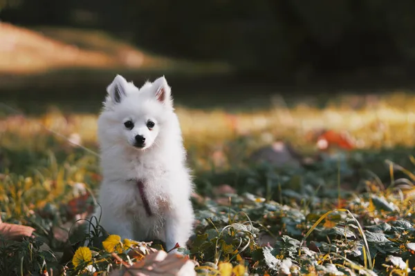 Primer Plano Lindo Cachorrito Pomeranian Parque —  Fotos de Stock