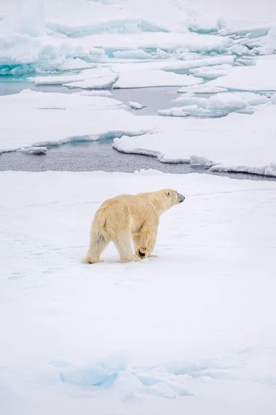 Eine Vertikale Aufnahme Eines Eisbären Auf Der Polkappe Bei Tageslicht — Stockfoto