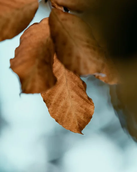 Крупним Планом Знімок Жовтого Сухого Листя Гілці Дерева Парку Протягом — стокове фото