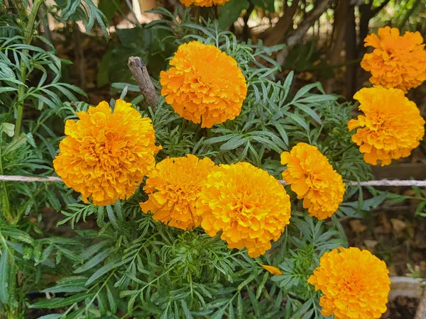 정원에 아름다운 노란색 마리아가 클로즈업 — 스톡 사진